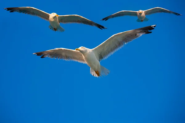 Pássaros voando no céu — Fotografia de Stock