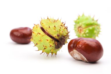 Chestnuts on a white background clipart