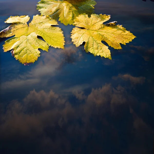 Feuilles d'automne et fond abstrait d'eau — Photo