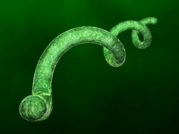 Spirillum бактерії — стокове фото
