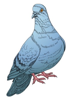 Blue pigeon clipart