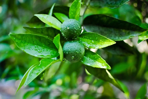 stock image Green oranges