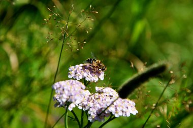 Abeille butineuse