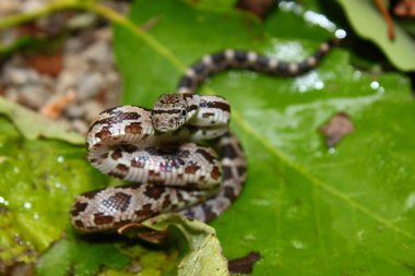Gri fare yılan (Elaphe obsoletus)