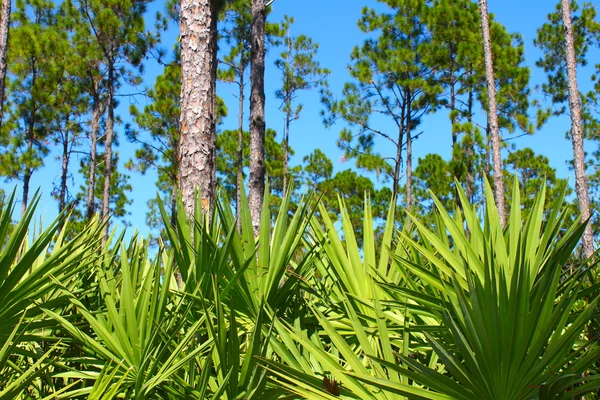 Pine Flatwoods - Florida — Stockfoto