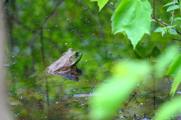 Kurbağa (rana catesbeiana) — Stok fotoğraf