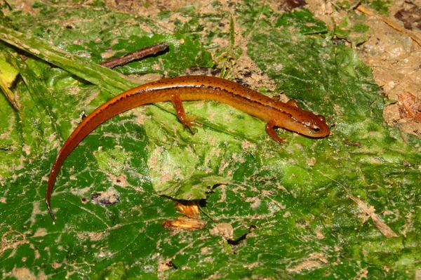 Южная двухрядная саламандра (Eurycea cirrigera) ) — стоковое фото