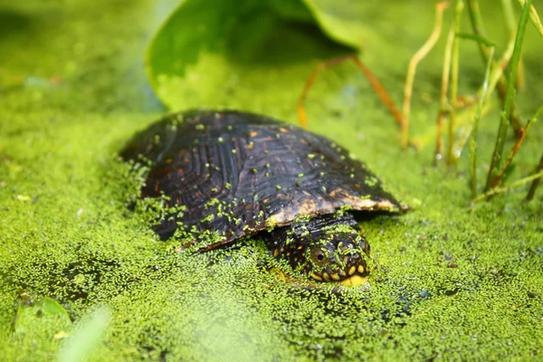 Blandings Turtle (Emydoidea blandingii) — Stok Foto