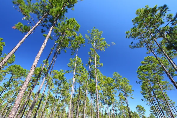 Pine Flatwoods - Florida — Stock Photo, Image