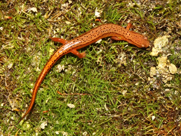 Salamandre à deux lignes du Sud (Eurycea cirrigera) ) — Photo