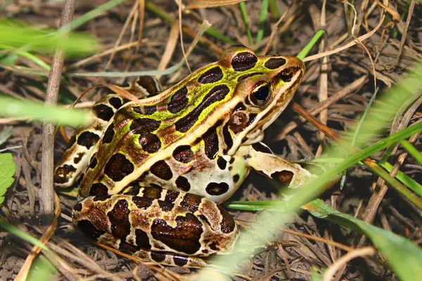 У Leopard жаби (Rana звичайний) — стокове фото