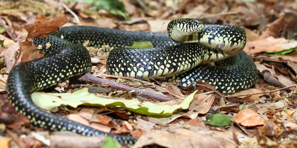 Королівська змія чорний (Королівська змія звичайна) — стокове фото