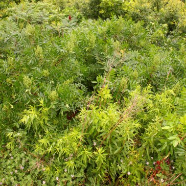 Orman arka plan - alabama