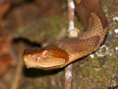 Copperhead Snake (Agkistrodon contortrix) clipart