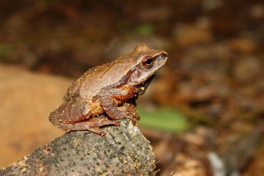 Bahar Peeper (Pseudacris crucifer)