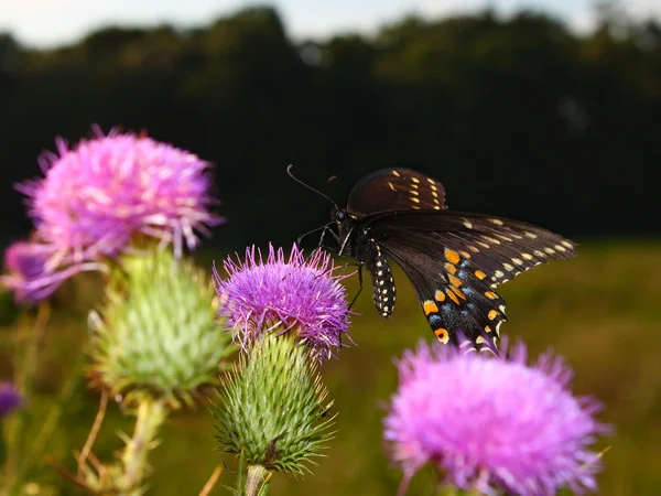 Svart Swallowtail (Papilio polyxenes) — Stockfoto