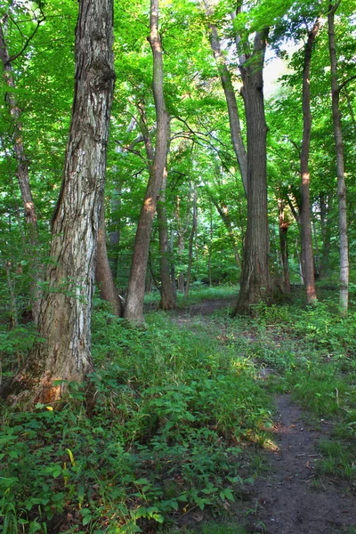 森林风光-沙博纳、 伊利诺伊州 — 图库照片