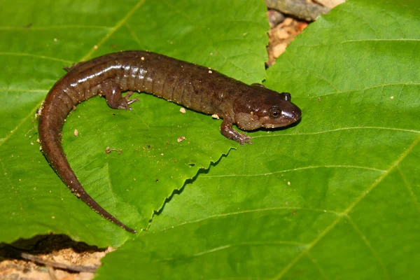 Zahnědlé Salamander (Desmognathus conanti) — Stock fotografie