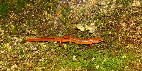 Jižní dvě lemované Salamander (Eurycea cirrigera) — Stock fotografie