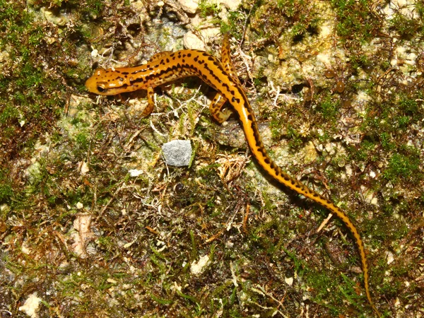 Довгохвоста саламандра (Eurycea longicauda) — стокове фото
