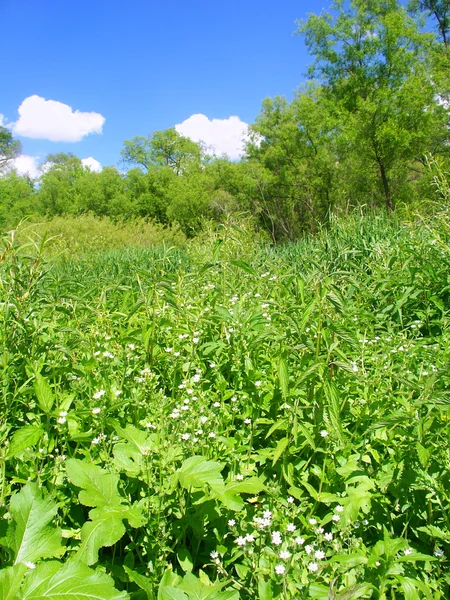 Vegetación densa - Illinois —  Fotos de Stock