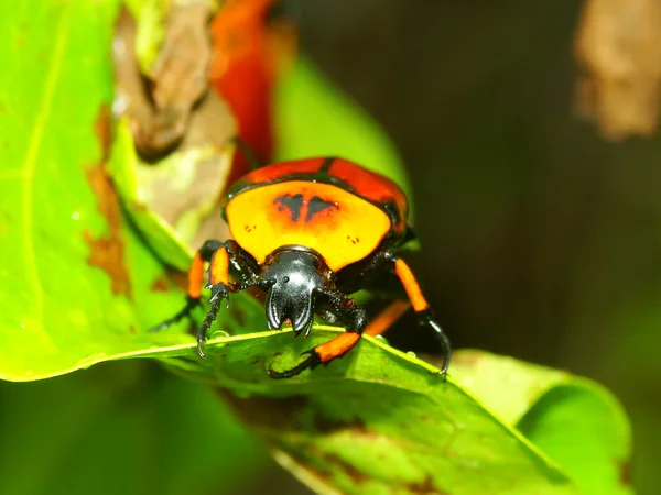 Flower Beetle - Queensland — Stock Photo, Image
