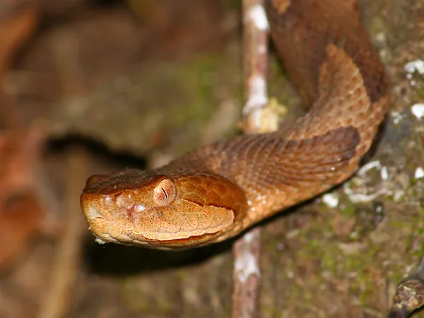 Мідянка змія (Мокасинова змія мідноголова) — стокове фото