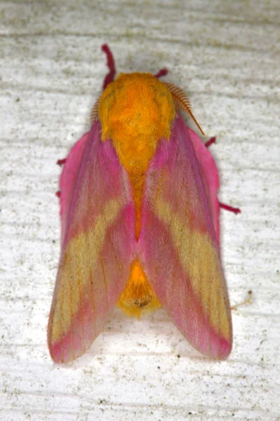 stock image Rosy Maple Moth (Dryocampa rubicunda)