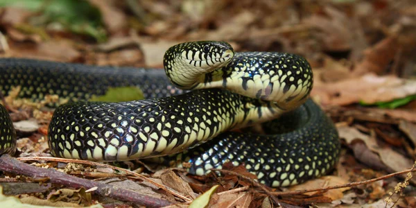 黑色王蛇 (统称 getula) — 图库照片
