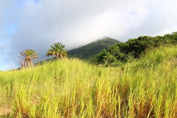 Monte Liamuiga a Saint Kitts — Foto Stock