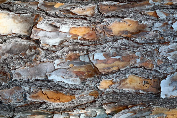 Corteza de pino fondo — Foto de Stock