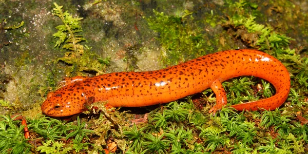Красная саламандра (Pseudotriton ruber ) — стоковое фото