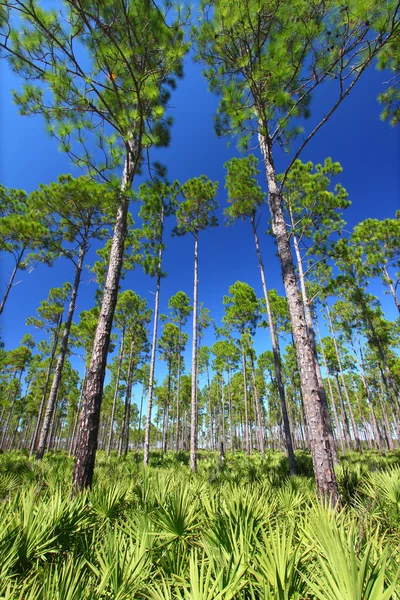 Сосна Flatwoods - Флорида — стокове фото