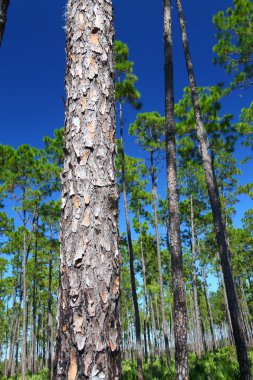 çam flatwoods - florida