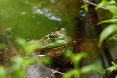 Bullfrog (Rana catesbeiana) clipart