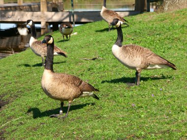 Kanada Kazları (branta canadensis)