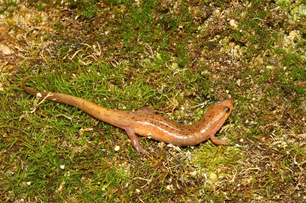 Salamandra oscura (Desmognathus conanti ) —  Fotos de Stock
