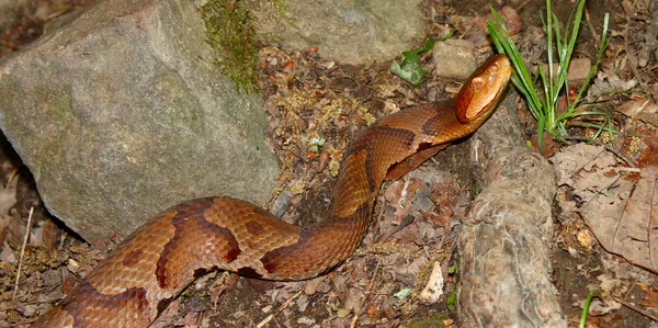铜斑蛇蛇 (蝮蛇 contortrix) — 图库照片