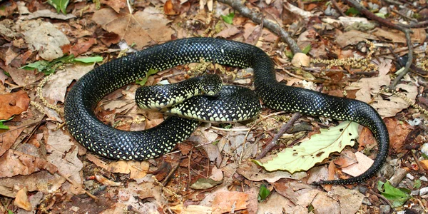 Королівська змія чорний (Королівська змія звичайна) — стокове фото