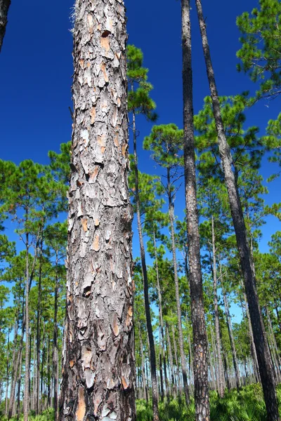 Flatwoods pinho - florida — Fotografia de Stock