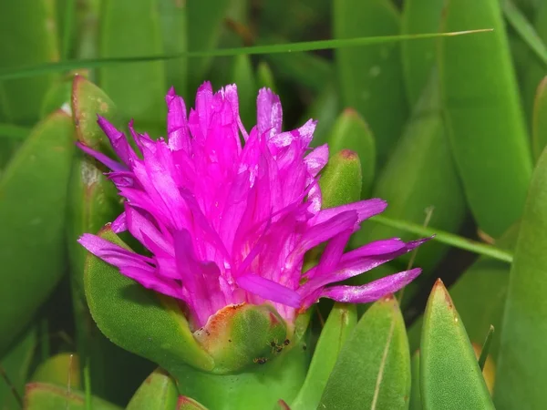 Vacker blomma - Australien — Stockfoto