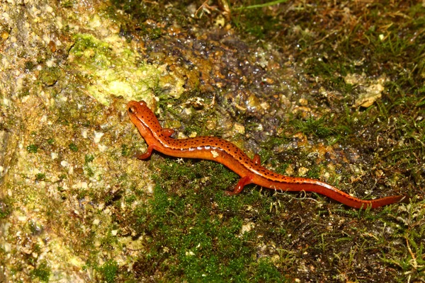 Południowym wzdłuż dwóch Salamandra (Eurycea cirrigera) — Zdjęcie stockowe
