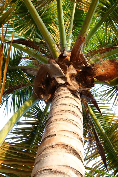 Palm Tree Puerto Rico — Stok Foto