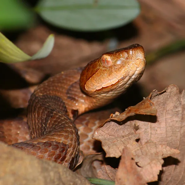 Serpiente de cabeza de cobre (Agkistrodon contortrix ) — Foto de Stock