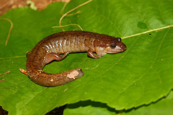 Dusky Salamander (sydlig conanti) — Stockfoto