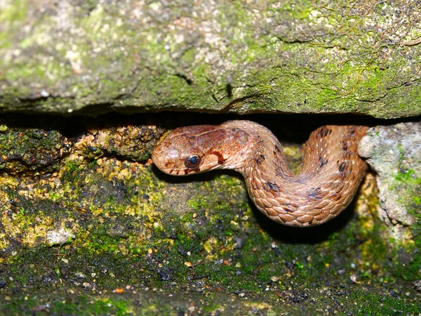 Barna kígyó (Storeria-dekayi) — Stock Fotó