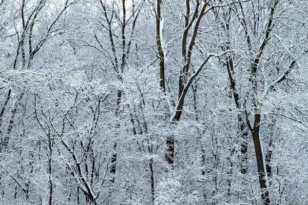 Kış harikalar diyarı - Illinois — Stok fotoğraf