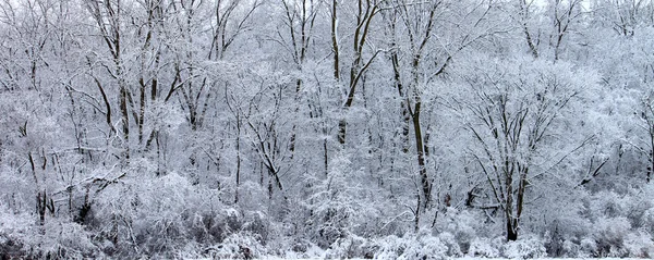 冬季仙境-伊利诺伊州 — 图库照片