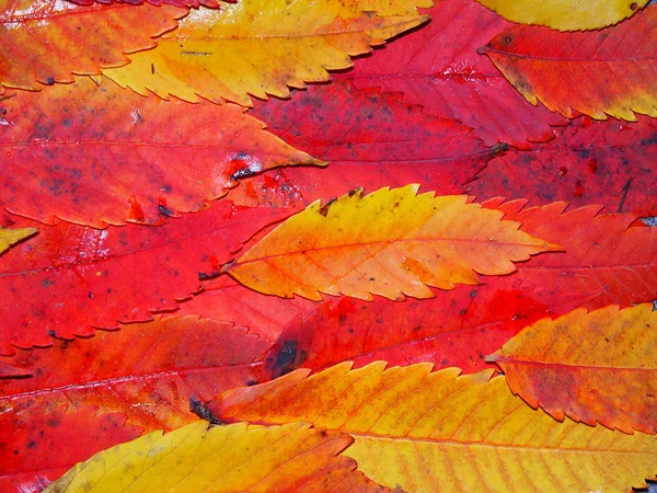 Fond couleur automne — Photo