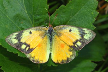 Orange Sulphur Butterfly (Colias eurytheme) clipart